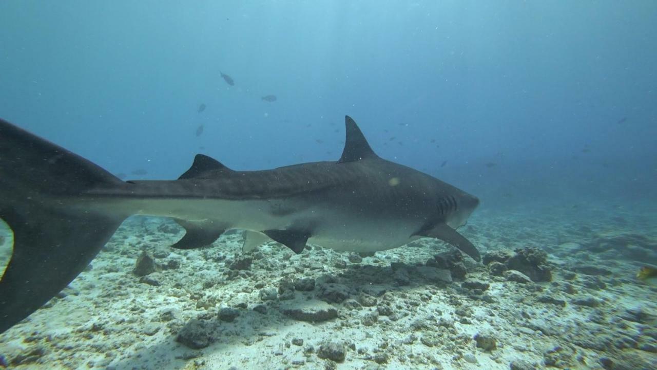 Equatorial Divers Lodge Addu City Εξωτερικό φωτογραφία